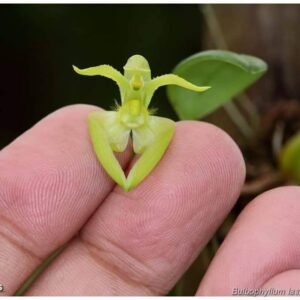 Bulbophyllum lasiochilum f. album