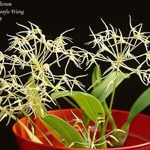 Bulbophyllum laxiflorum