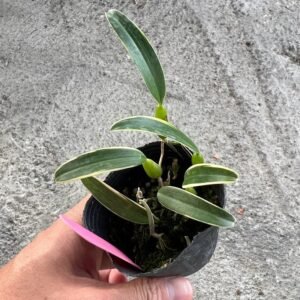 Bulbophyllum laxiflorum variegated, 藝葉煙火豆蘭