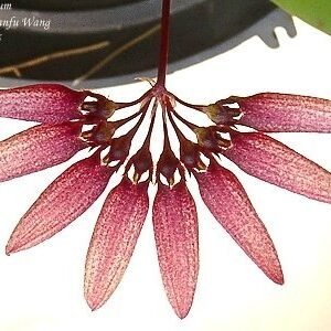 Bulbophyllum lepidum