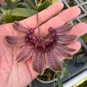 Bulbophyllum longiflorum