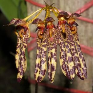 Bulbophyllum longiflorum w/ spots
