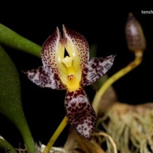 Bulbophyllum macranthum