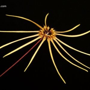 Bulbophyllum makoyanum