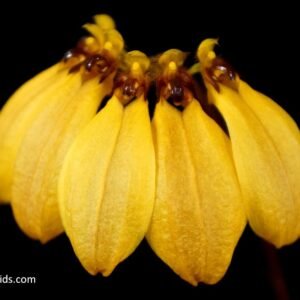 Bulbophyllum mastersianum