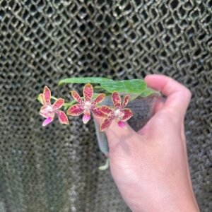 Phalaenopsis Nianzhen Song (Phal. venosa x Phal. finleyi)