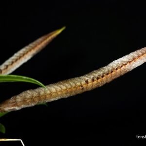 Bulbophyllum maximum
