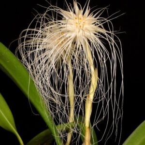 Bulbophyllum medusae