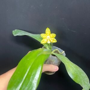 Phalaenopsis Yaphon Yellow Bomb (Phal. Yaphon Lover × Phal. amboinensis)