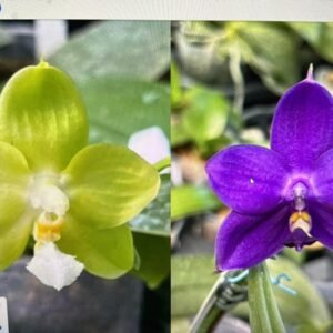 Phalaenopsis Chienlung Gold Eagle 'green' x Phal. Yaphon Blue 'blue' (seedgrown) (BMW375)