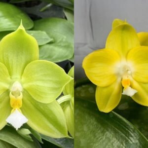Phalaenopsis Shye Lih Evergreen x Phal. Yaphon Green Energy 'Yaphon' (seedgrown) (BMW374)