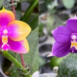 Phalaenopsis Hawaii Dragon Girl x Phal. Yaphon Blue Bird 'blue' (seedgrown) (BMW402)