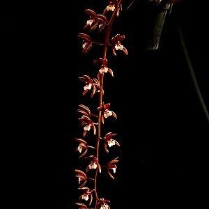 Cymbidium atropurpureum