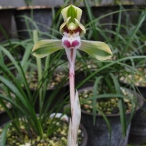 Cymbidium goeringii Di Guan 帝冠