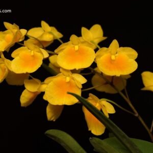 Dendrobium aggregatum
