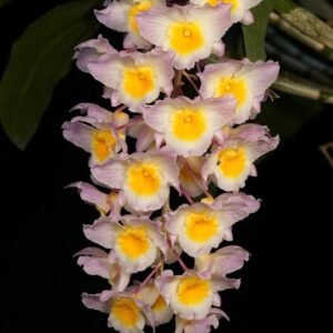 Dendrobium amabile