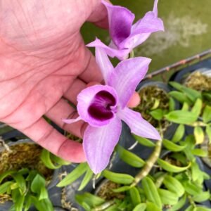 Dendrobium anosmum 'Quezon Sanggumay' (very vigorous grower)