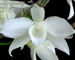 Dendrobium anosmum f. album