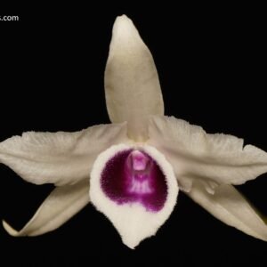 Dendrobium anosmum f. semialbum (or v. huttonii)