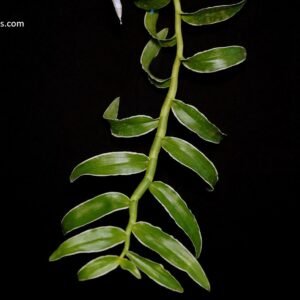 Dendrobium anosmum, variegated