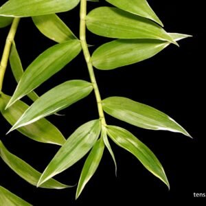 Dendrobium aphyllum, variegated