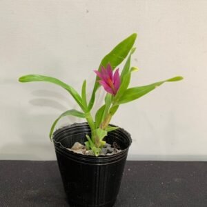 Dendrobium bracteosum 紅花長苞石斛