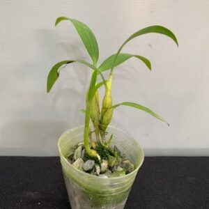 Dendrobium brymerianum 長蘇石斛