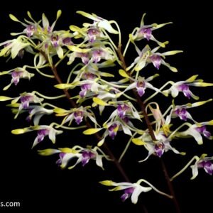 Dendrobium canaliculatum, plant photo