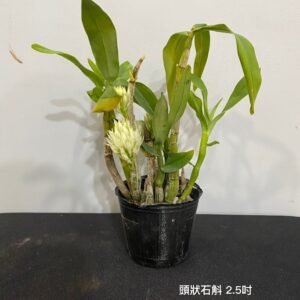 Dendrobium capituliflorum 頭狀石斛