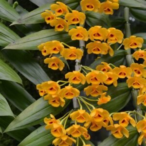 Dendrobium chrysanthum 束花石斛