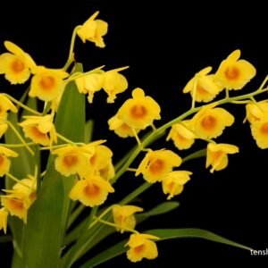 Dendrobium chrysotoxum