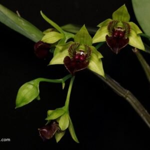 Dendrobium convolutum x sib, plant photo