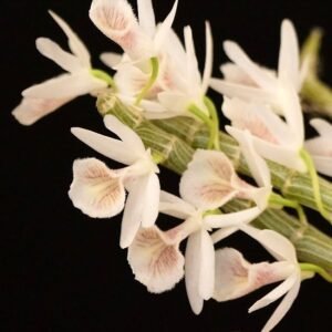 Dendrobium cretaceum