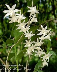 Dendrobium crumenatum