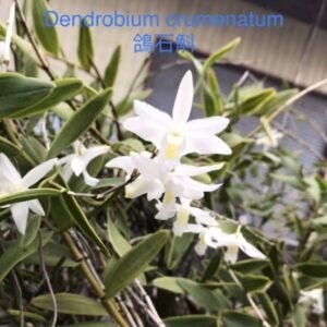 Dendrobium crumenatum 藝葉, variegated