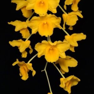 Dendrobium farmeri v. aureoflavum (yellow flowers)