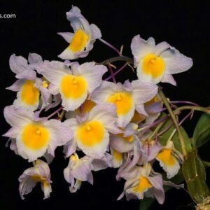 Dendrobium farmeri 燈籠石斛粉紅花
