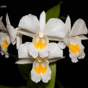 Dendrobium formosum 黑毛原生種