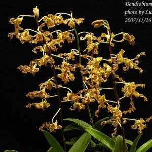 Dendrobium formosum, petaloid 3 petals