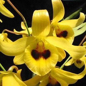 Dendrobium friedricksianum