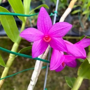 Dendrobium glomeratum (syn. sulawesiense) 蘇拉威西石斛