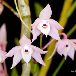 Dendrobium hercoglossum 重唇石斛