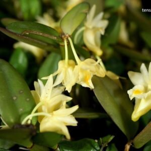 Dendrobium hymenanthum (syn. Den. quadrangulare)