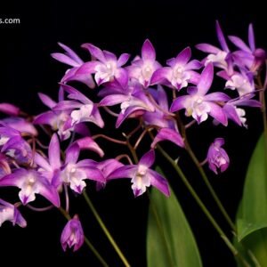 Dendrobium kingianum 澳洲石斛蘭出藝