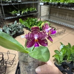 Phalaenopsis Princess Kaiulani '姚黃魏紫Yellow love Purple' (MC) (CH130)