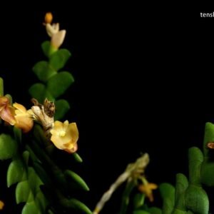Dendrobium leonis, plant photo