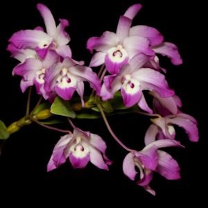 Dendrobium linawianum