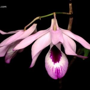 Dendrobium maccarthiae, plant photo