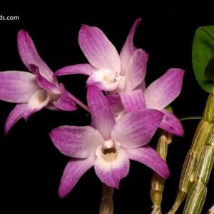Dendrobium moniliforme 'Kyoubeni 京紅' x 'Tsubaki Hime 椿姫' - darker pink flowers