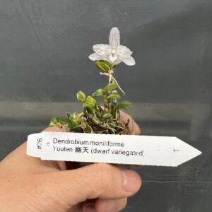Dendrobium moniliforme Yuuten 幽天 (dwarf variegated)
